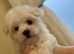 Fully vaccinated Maltese pups **READY to GO**