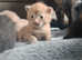 American shorthair kittens