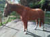 Handsome British Sports Horse. 16.3 chestnut gelding. 7 years old. Happy hacker.