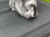 2 beautiful rabbits left