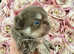 Three beautiful quality pedigree LILAC chihuahua boys available to reserve