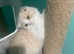 SCOTTISH FOLD