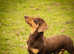 Minature smooth haired Dachshund FOR STUD