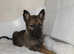 German shepherd puppies