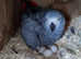 Hand tamed African Grey Parrots