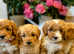 Extensively health tested F1b Cavapoo puppies