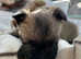 Gorgeous Cairn Terrier Puppies