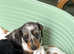 3 well bred Daxies girls pups