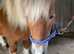 Gorgeous Chestnut Shetland Mare For Sale