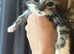 RAGDOLL MIX MALE KITTEN READY NOW