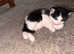 3 kittens for adoption
