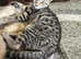 Savannah x kitten