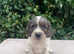 Beautiful cockapoo puppy's