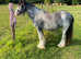 Gorgeous Blue Roan Blagdon Gelding Show Pony