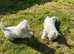 Gorgeous West Highland White Terrier puppies.