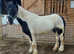 14.3/15hh 8 year old cob mare