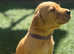 Fox Red Labrador Puppies