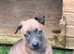 Belgian malinois pups for sale perfect temperament carry blue line