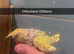 Baby budgies for sale