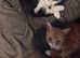 Kitten for sale