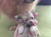 Pomchi puppies