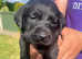 KC reg Labrador Puppies