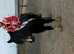 Nala 13.1hh cob filly. Very quiet she is