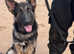 Black tan german shepherd