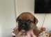 6 Jug puppies ready in 5 weeks for there forever homes.