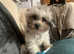 Small 11 month old male coton
