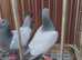 BARLESS BLUE RACING PIGEONS