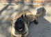 Belgian malinois for sale