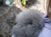 Angora x lion head babies