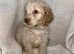 Healthy Cavapoos From Health Tested Parents