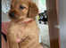 Beautiful labradoodle puppies