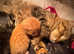 4 Happy Healthy Kittens For Sale