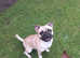 3 year old frug