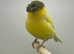 Norwich canaries