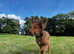 11 month old female Welsh sheepdog