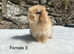 Stunning harlequin mini lops for sale!