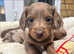 Longhaired miniature dachund puppies for sale