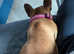 Female 3yrs old french bulldog