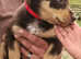 Kelpie x collie puppies