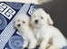 Puppy Maltese