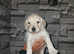 1 BOY LEFT ,  HEALTH TESTED GOLDENDOODLE