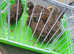 8 chinese quails