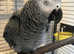 African grey parrot