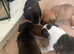 Stocky staffs puppies