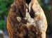 Presa canario for sale