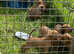 Lakeland terrier puppies